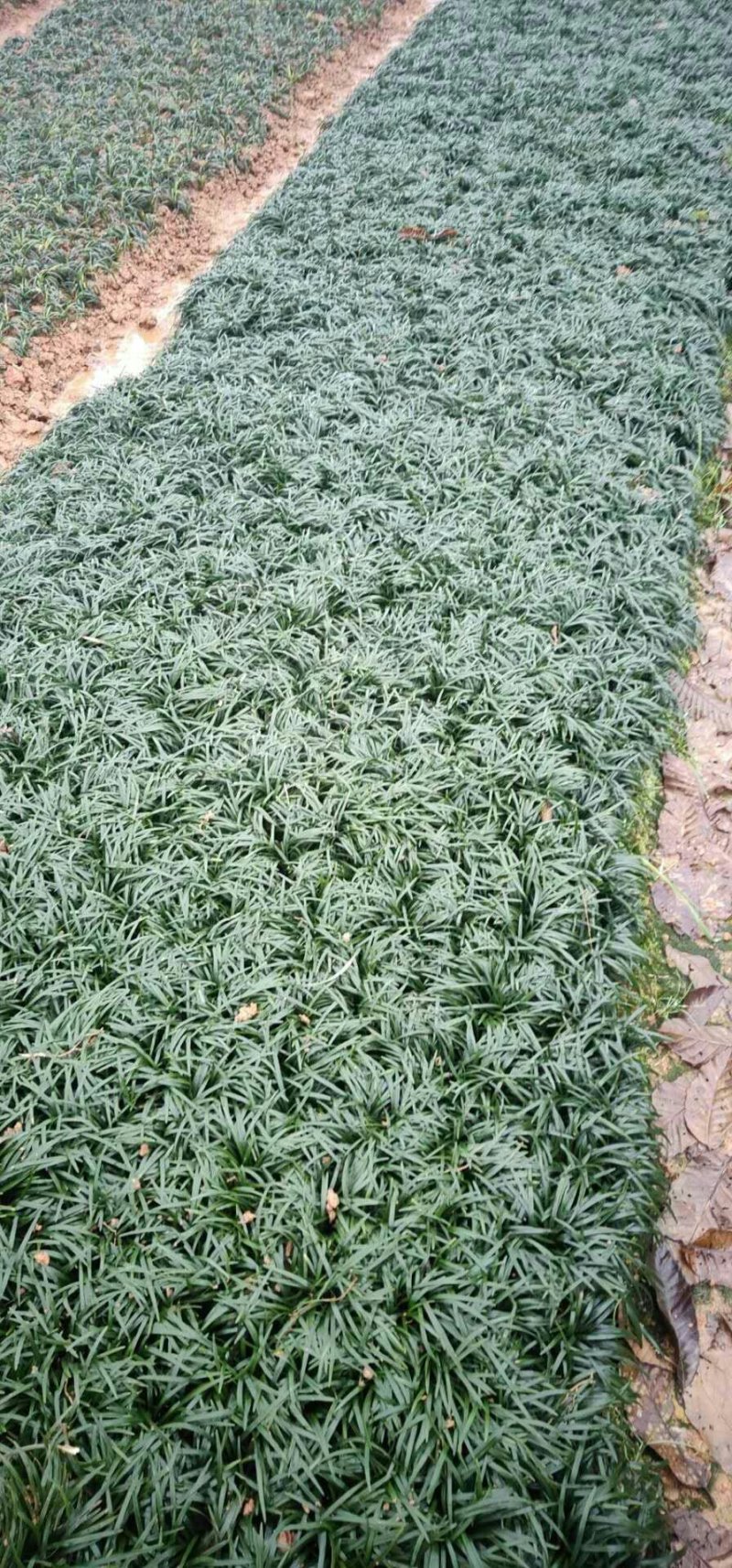 吉祥草