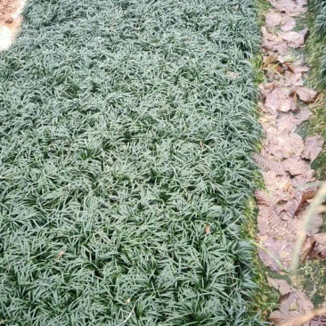 吉祥草