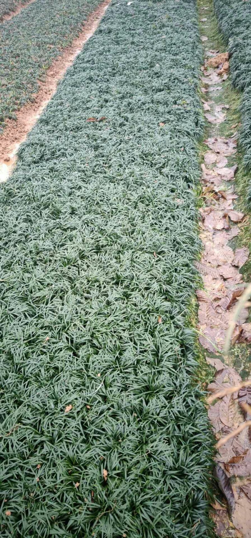 吉祥草
