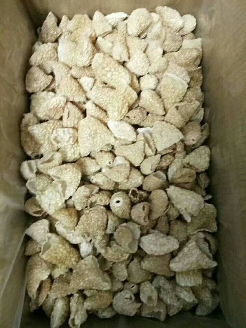 干品竹毛肚菌全国批发零售