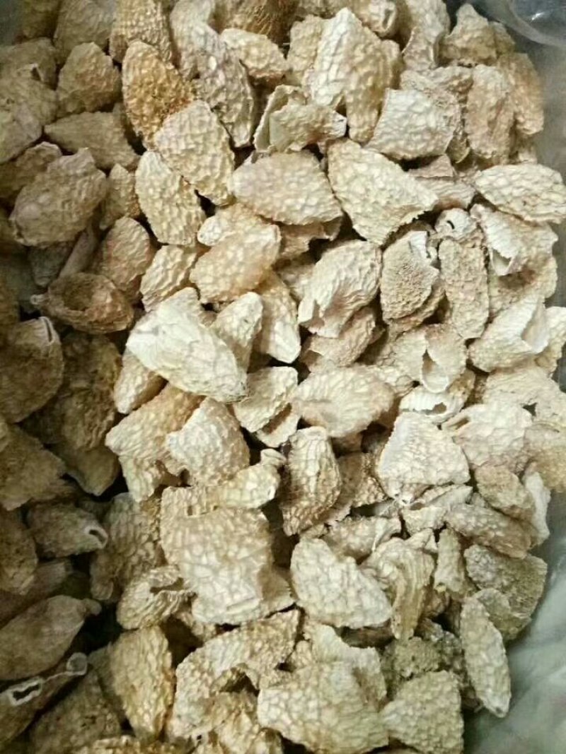 干品竹毛肚菌全国批发零售