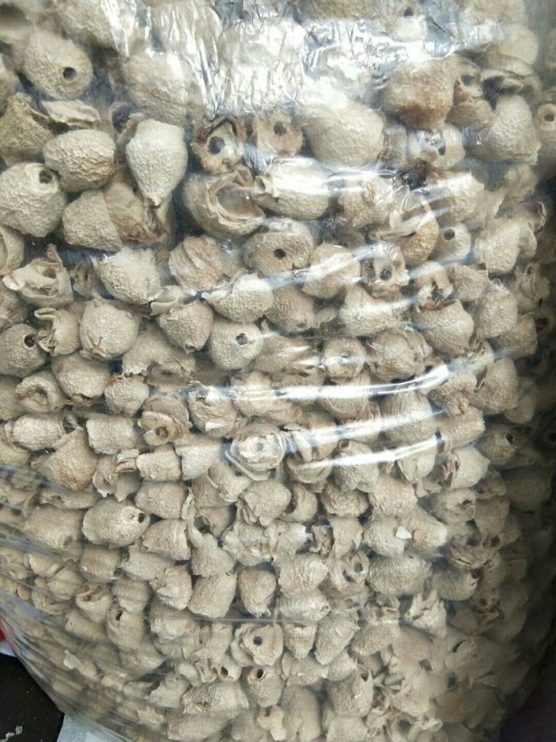 干品竹毛肚菌全国批发零售