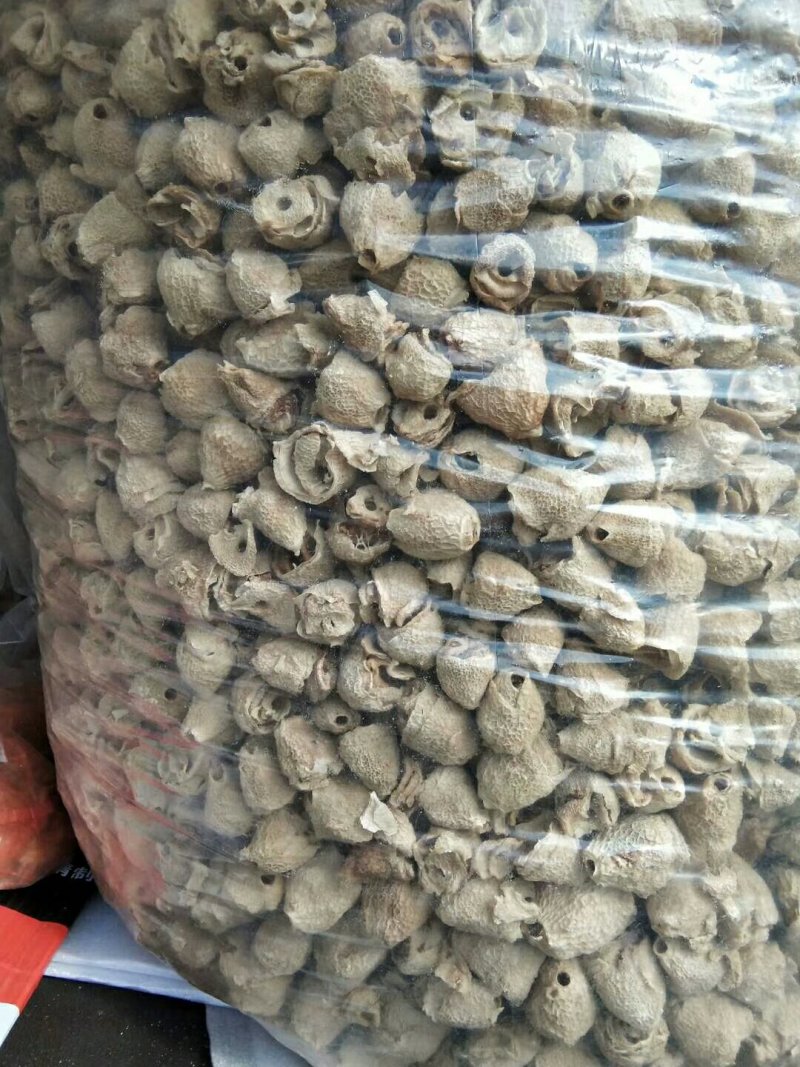 干品竹毛肚菌全国批发零售