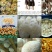 各类野生菌供应全国批发零售