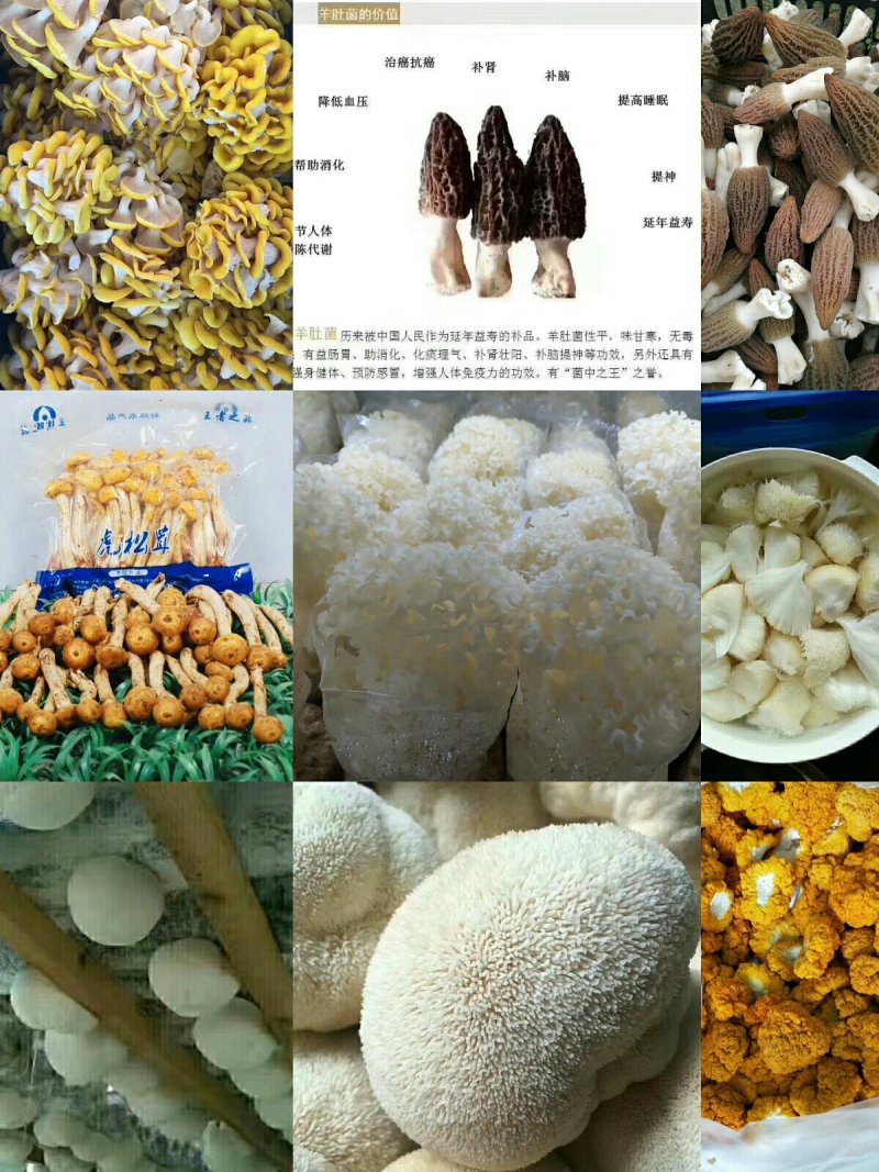 各类野生菌供应全国批发零售