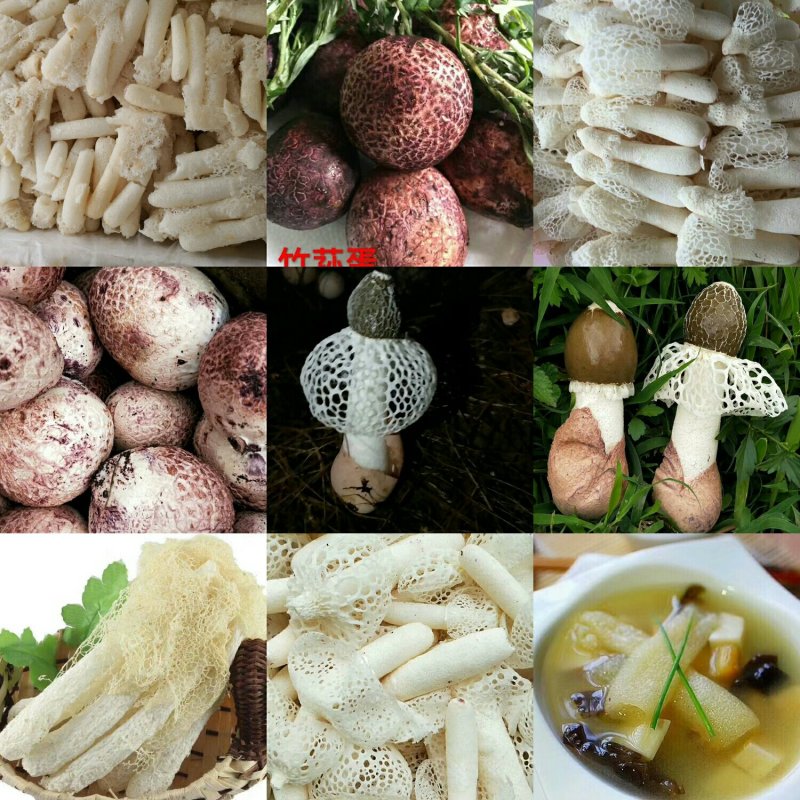 各类野生菌供应全国批发零售