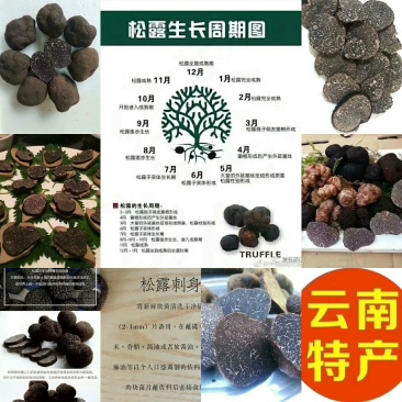 各类野生菌供应全国批发零售