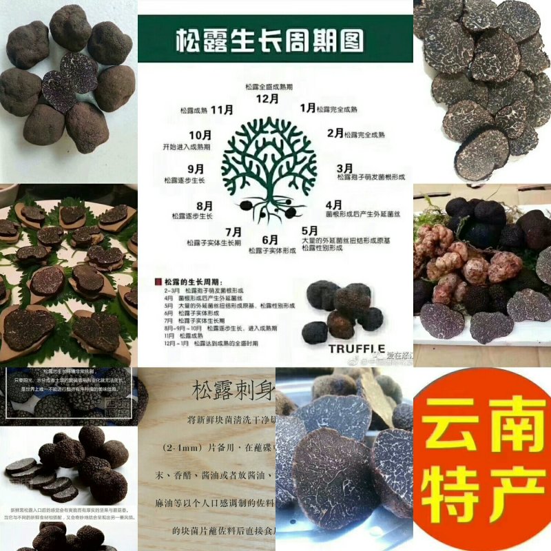 各类野生菌供应全国批发零售