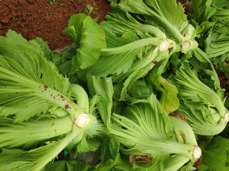 广西包心芥菜横县货走货快