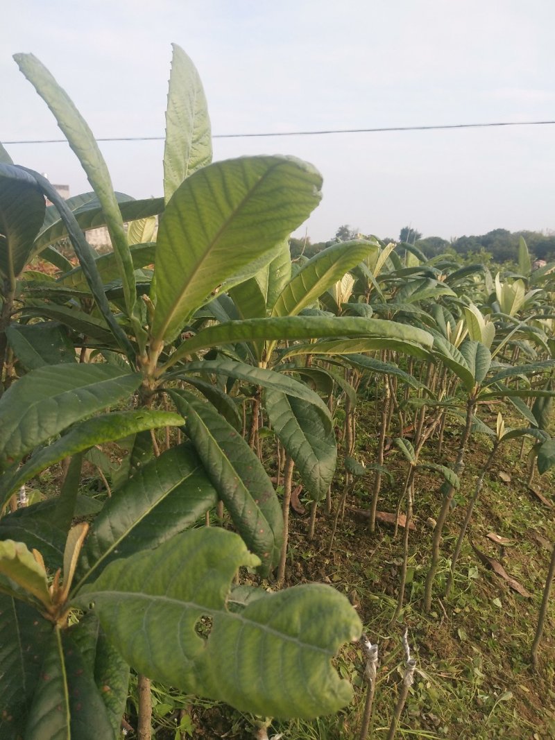 大五星枇杷苗基地发货当年种植当年挂果60~80公分高