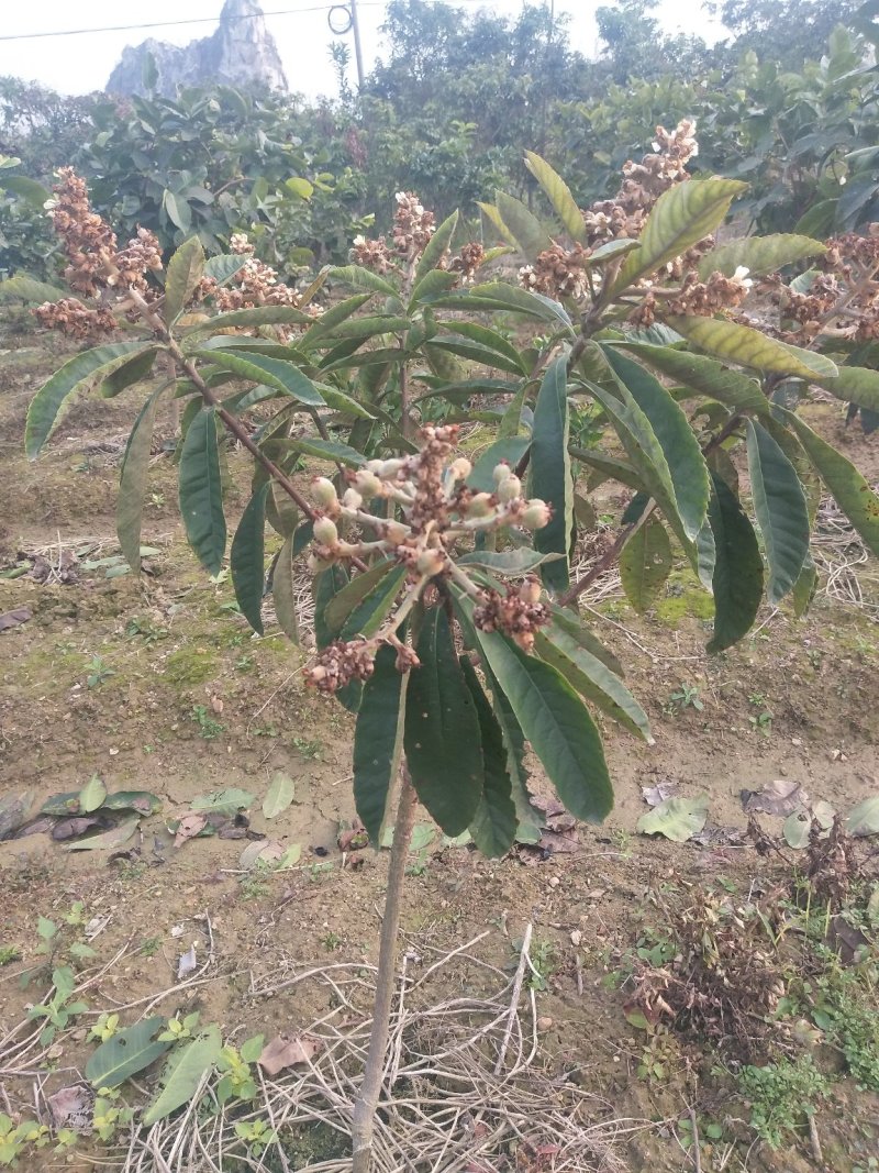 大五星枇杷苗基地发货当年种植当年挂果60~80公分高