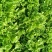 河北，生菜上市了！叶面绿，大小棵均匀！可对接电商团购！