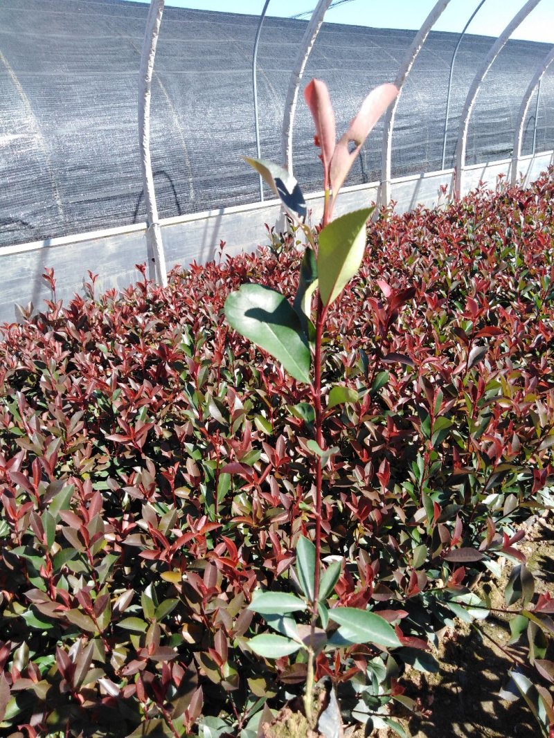 红叶石楠，多年生木本，小袋，大袋，一手货源，欢迎订购