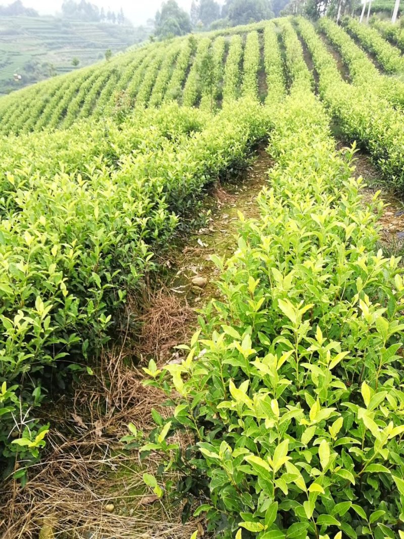 安吉白茶，白茶中的上品，高山黄金芽支持全囯一件代发
