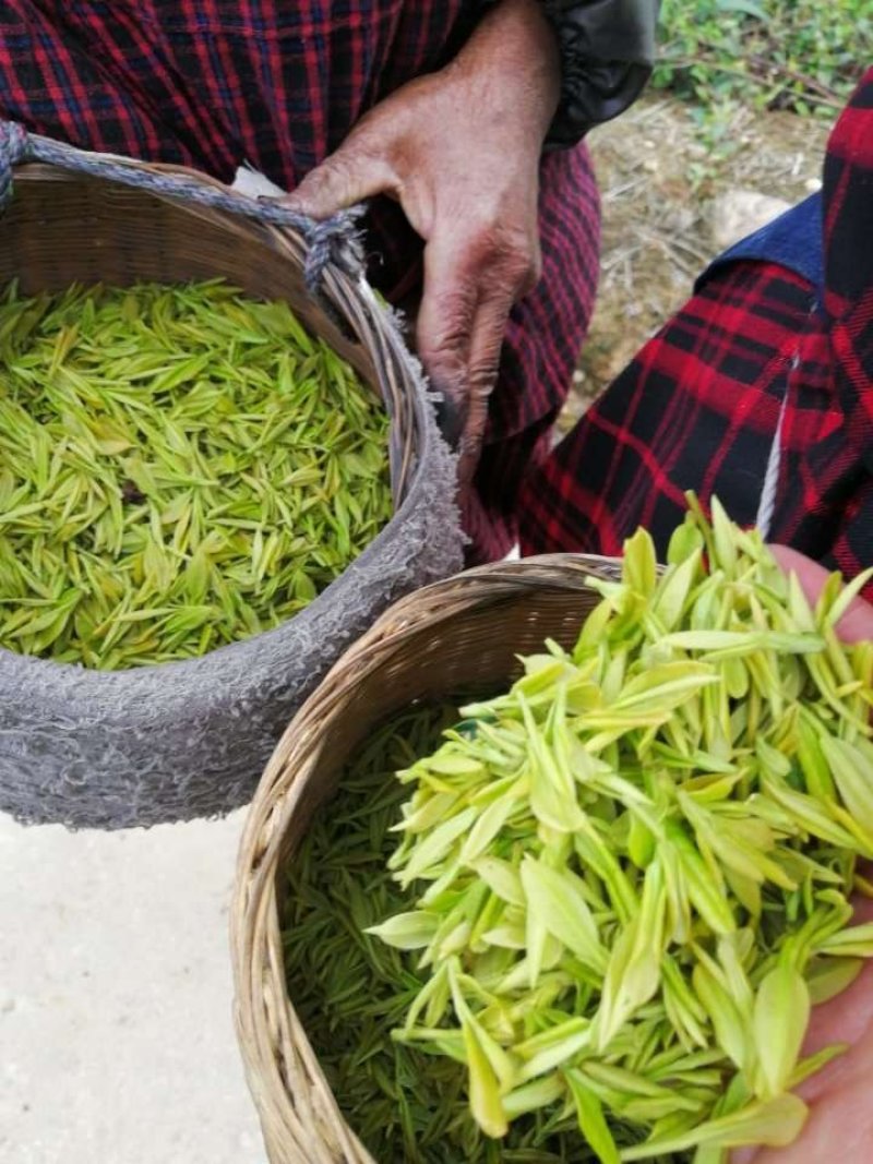 安吉白茶，白茶中的上品，高山黄金芽支持全囯一件代发