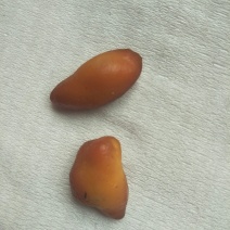鸡宝