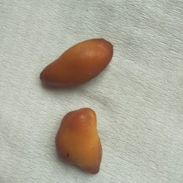 鸡宝