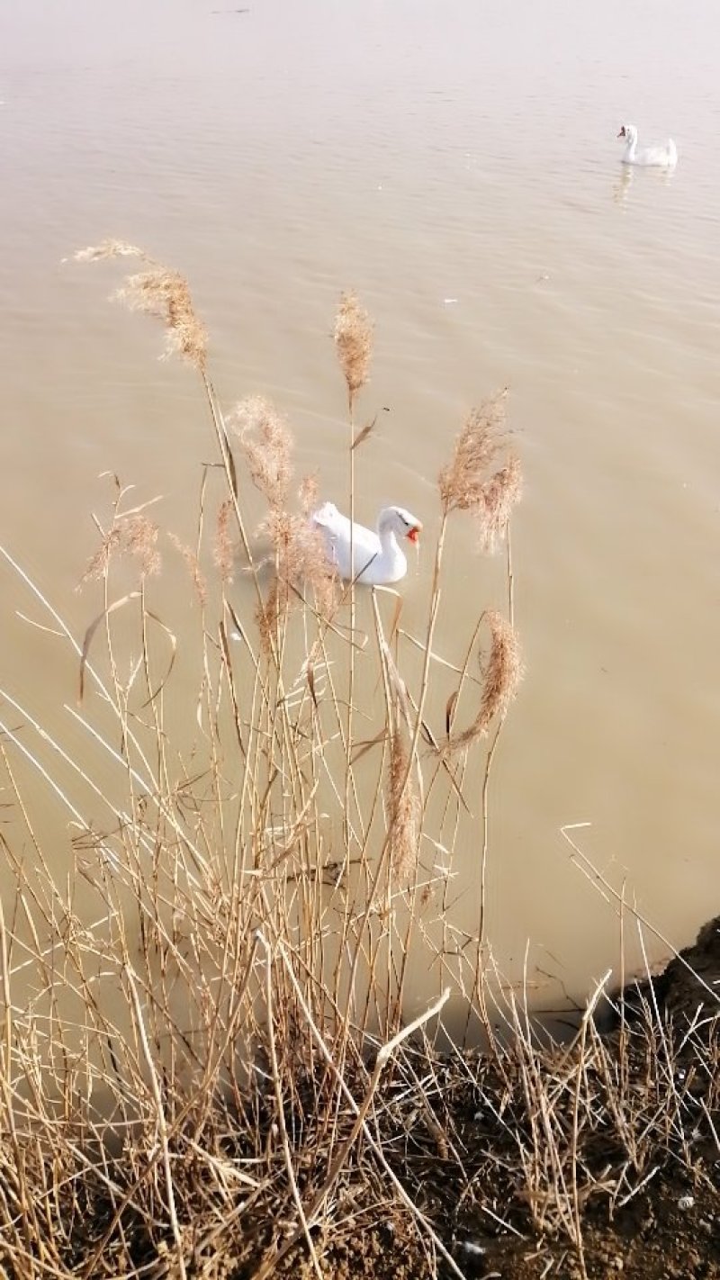皖西白鹅苗，小鹅苗
