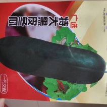 冬瓜种子特大黑皮冬瓜种子