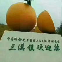 金堂脐橙