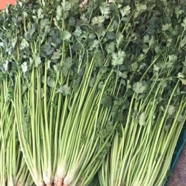 香菜65公分以上精品