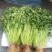香菜65公分以上精品