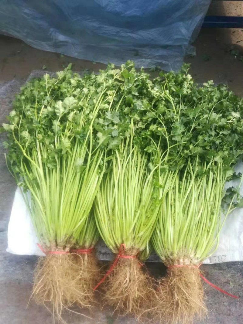 香菜65公分以上精品