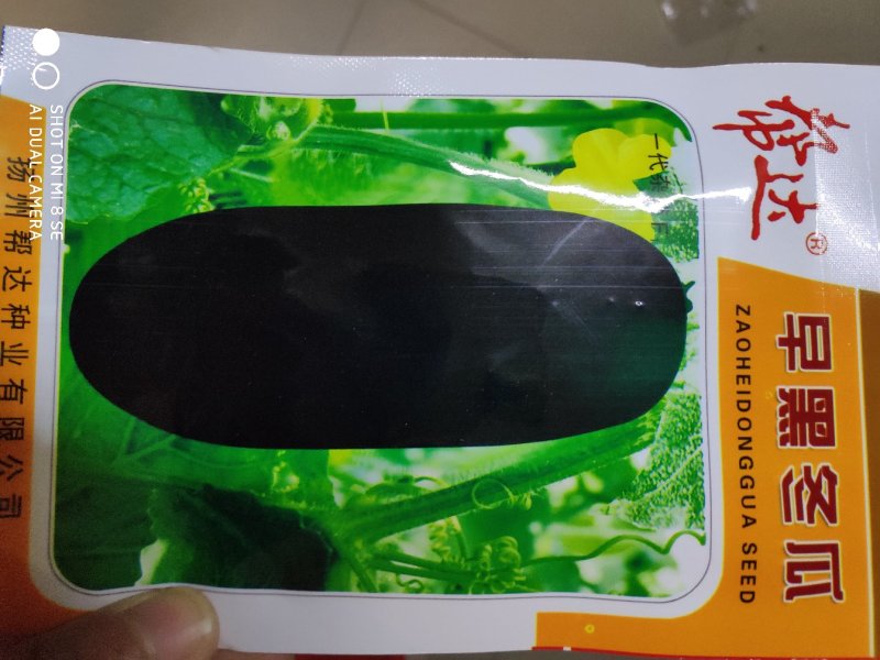 冬瓜种子早黑冬瓜种子