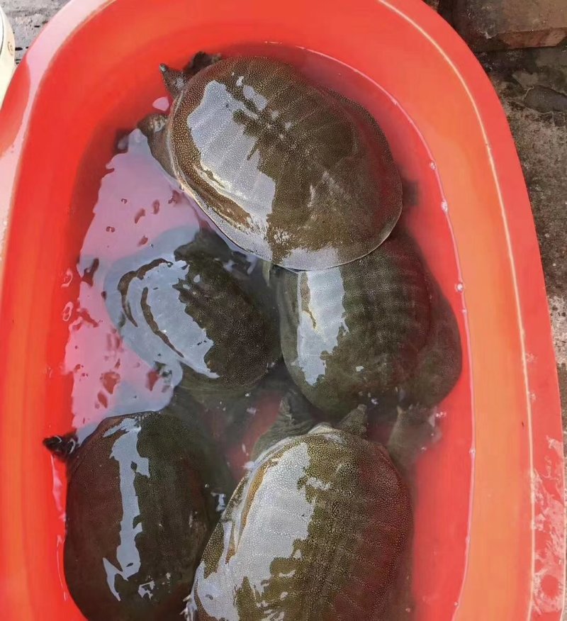 生态甲鱼批发零售