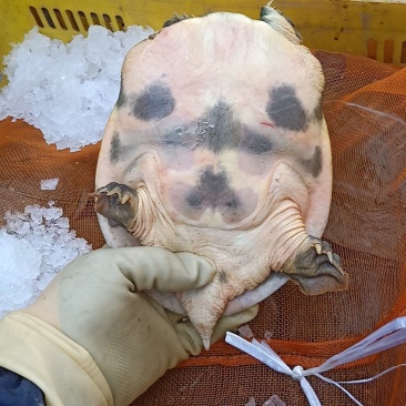 生态甲鱼批发零售