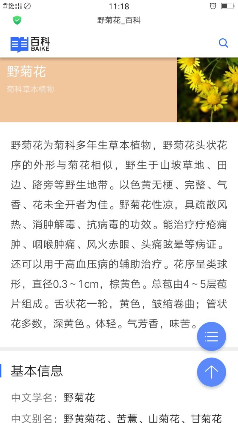 野菊花，鲜货