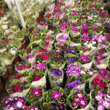 瓜叶菊，