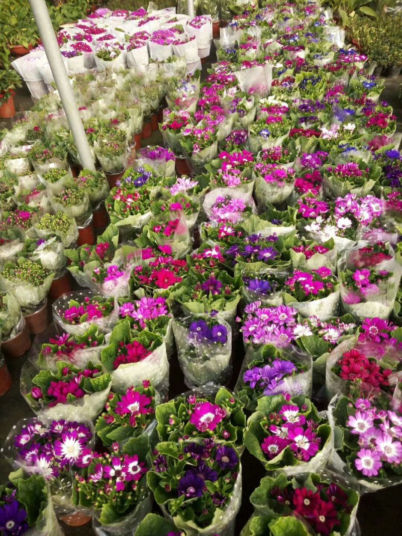 瓜叶菊，