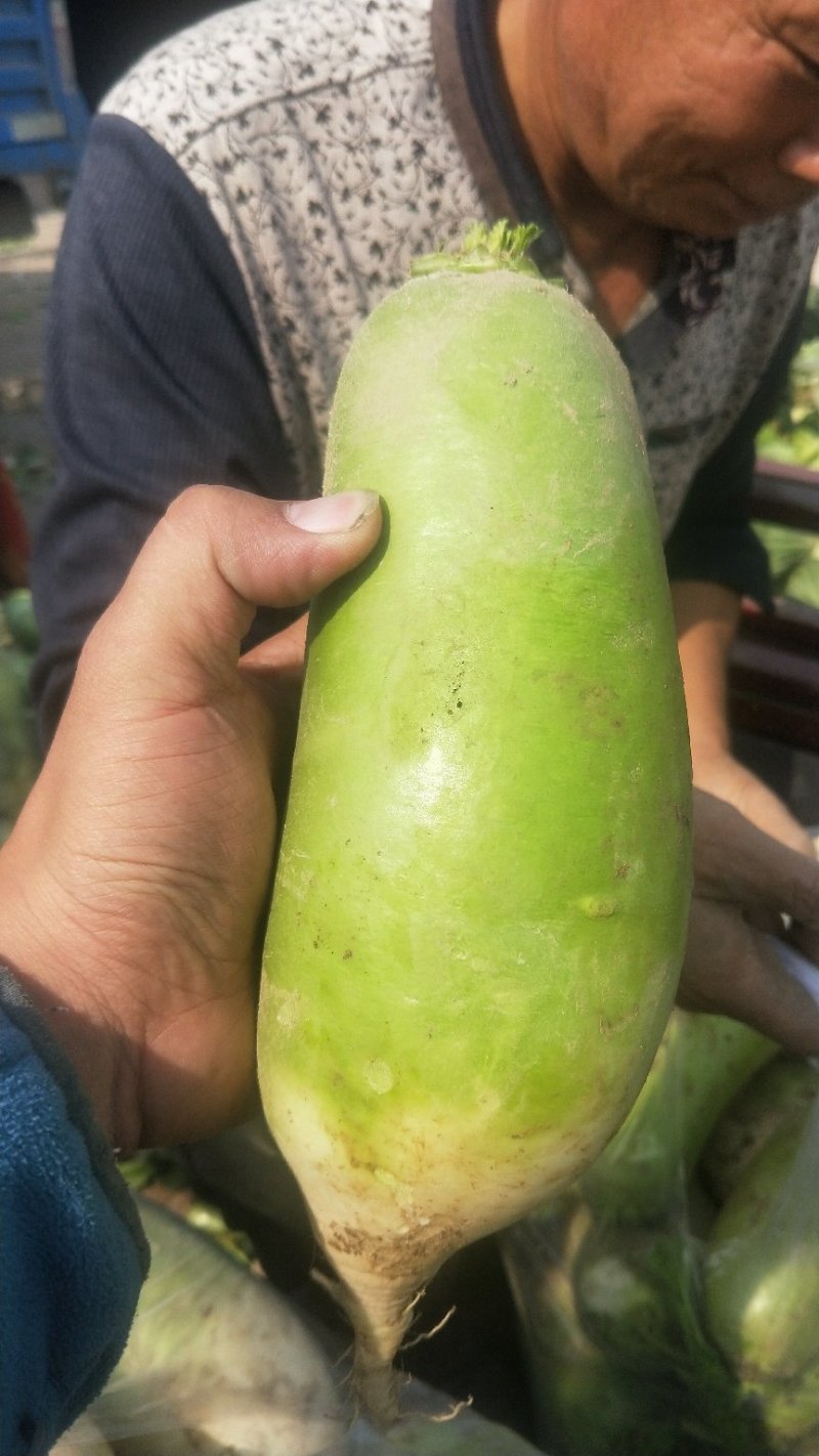 精品萝卜