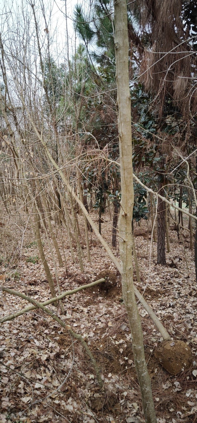 三角枫