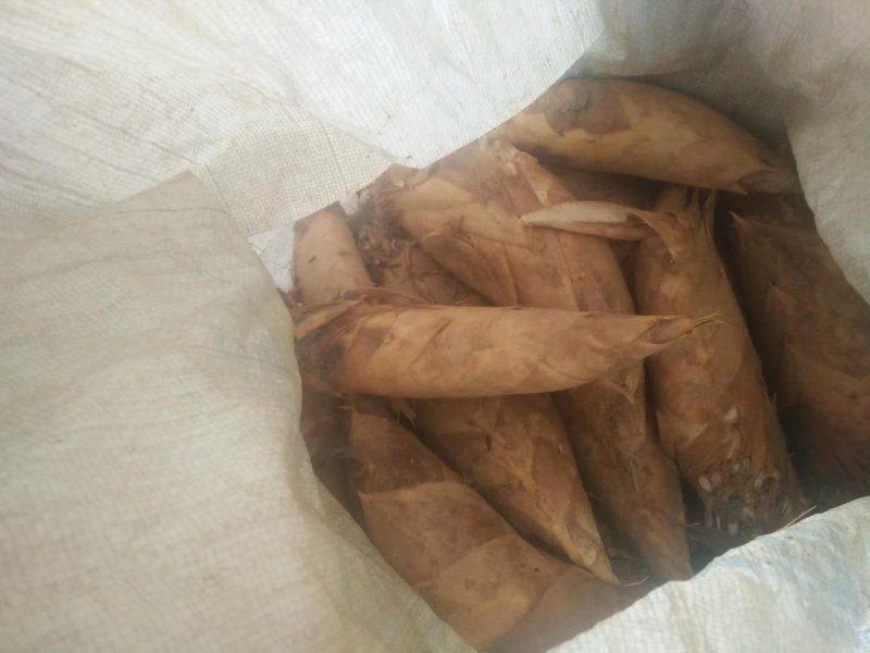 新笋上市黄泥土尖笋