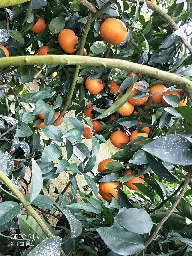 沃柑精品产地直销代办