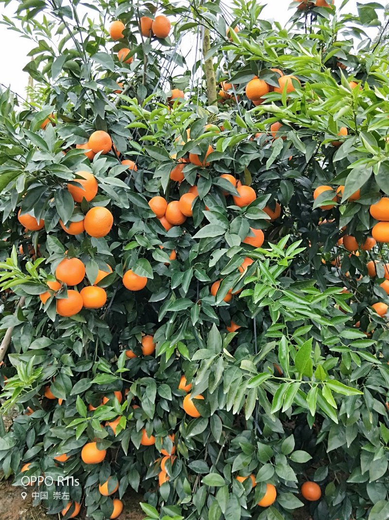 沃柑精品产地直销代办