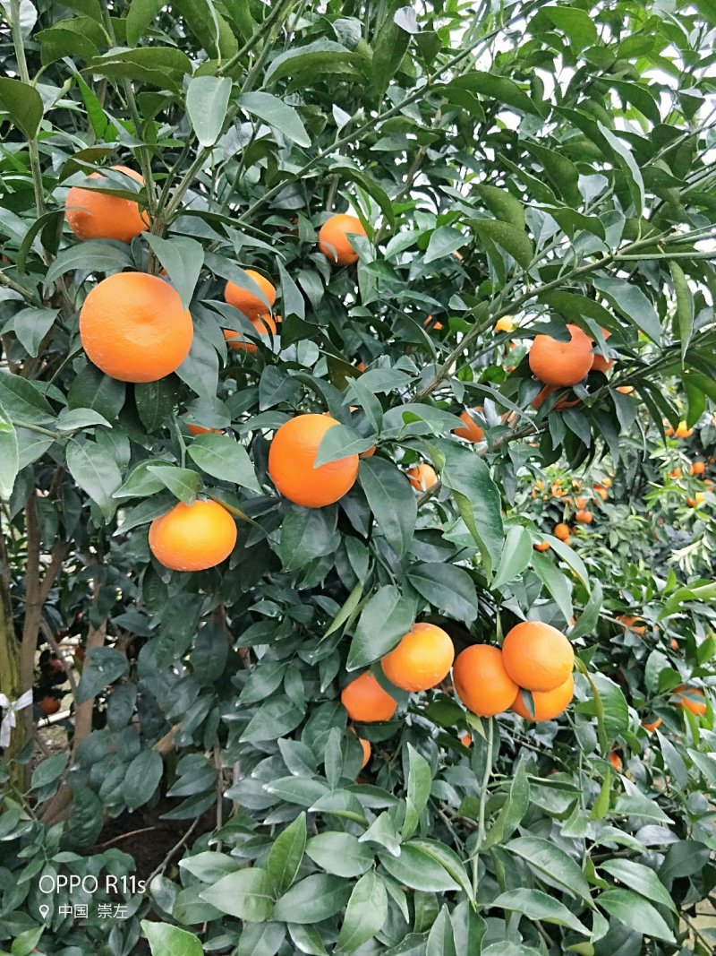 沃柑精品产地直销代办