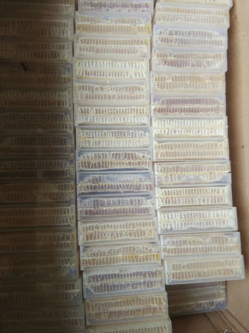 东北优质优质蜂蜜椴树蜜（雪密）品质保证可对接微商电商