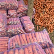 精品胡萝卜二到六两十月上市