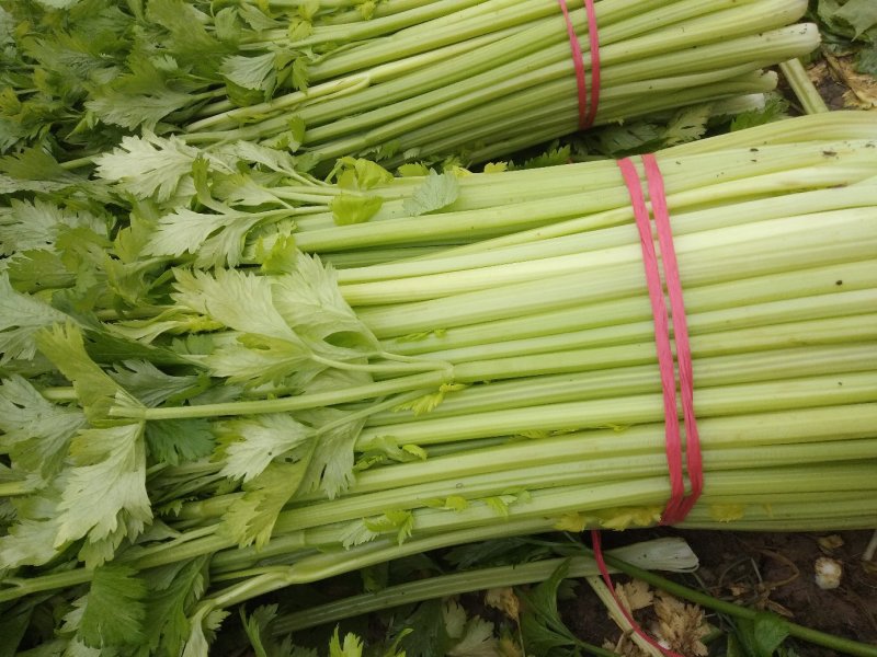 西芹，大棚芹菜，叶青茎亮，中小棵菜，产区现货保证质量合格