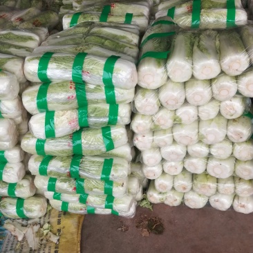 北京三号白菜4一6斤净菜每斤5分