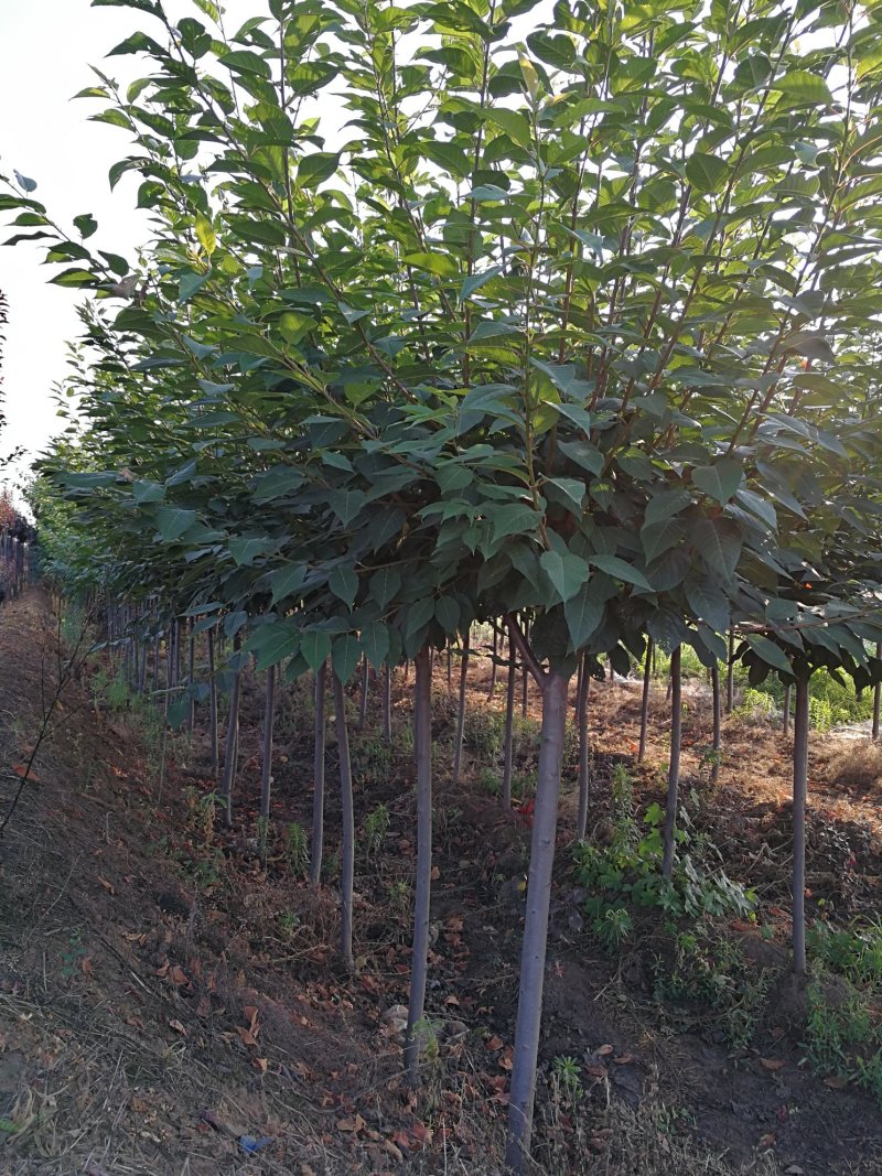 【正宗】樱花树苗南方种植庭院绿化树苗当年开花日本樱花树苗
