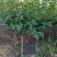 【正宗】樱花树苗南方种植庭院绿化树苗当年开花日本樱花树苗