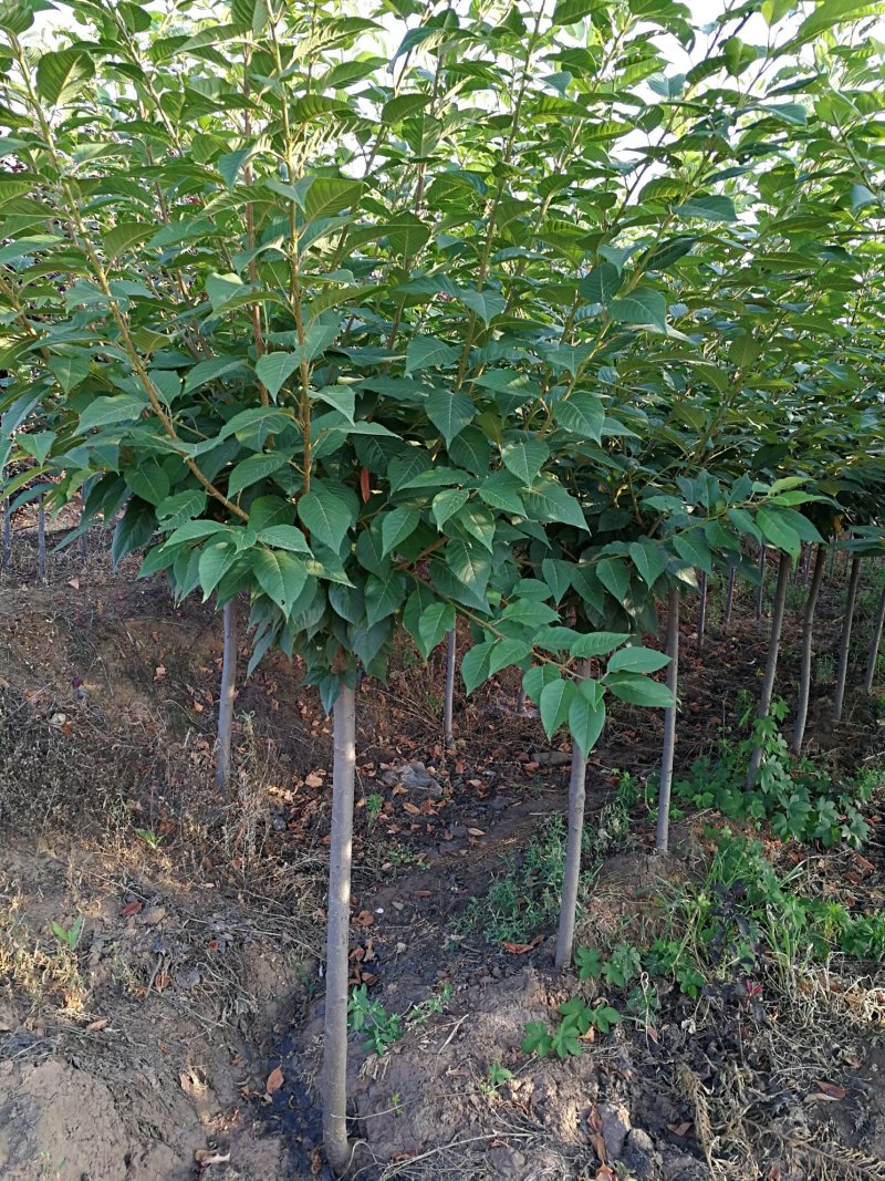 【正宗】樱花树苗南方种植庭院绿化树苗当年开花日本樱花树苗
