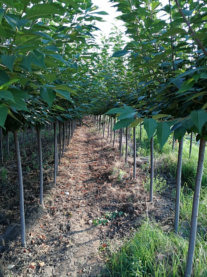 【正宗】樱花树苗南方种植庭院绿化树苗当年开花日本樱花树苗