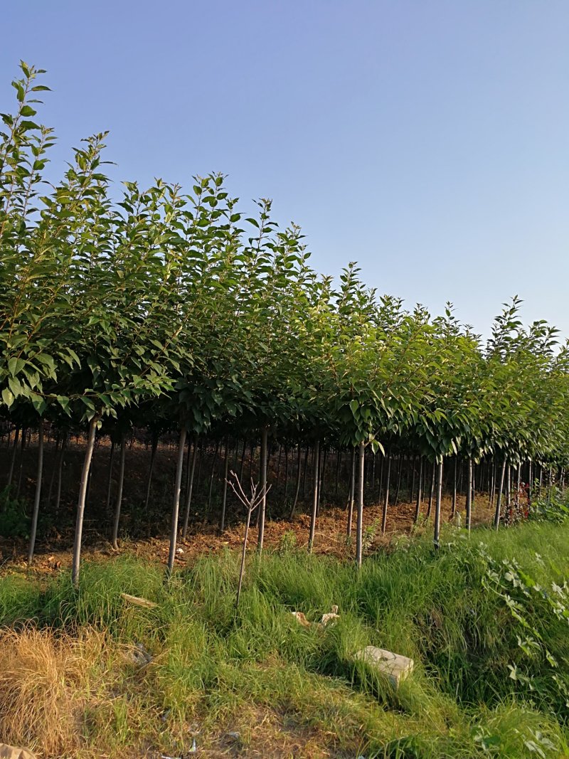 【正宗】樱花树苗南方种植庭院绿化树苗当年开花日本樱花树苗