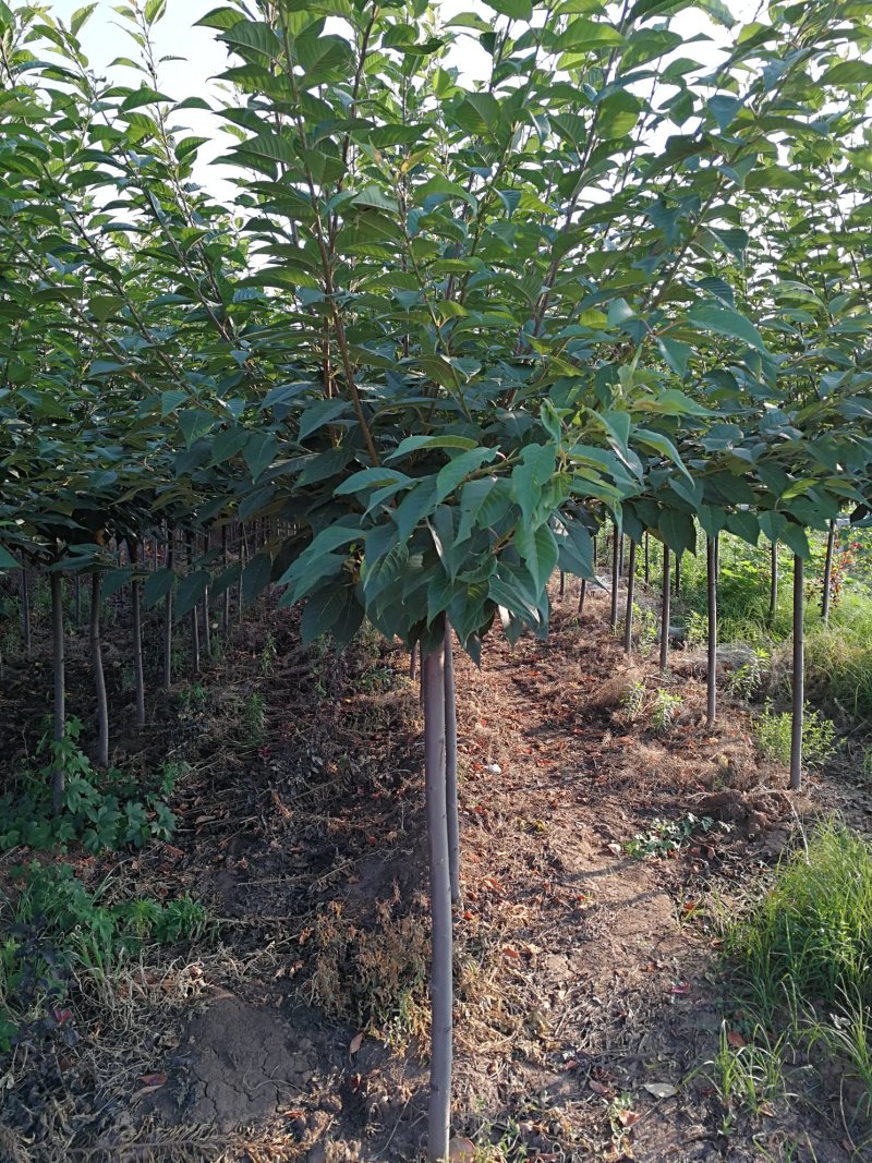 【正宗】樱花树苗南方种植庭院绿化树苗当年开花日本樱花树苗