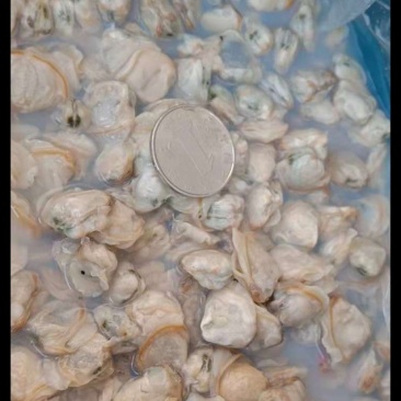 希吉米2000千多粒腌吉